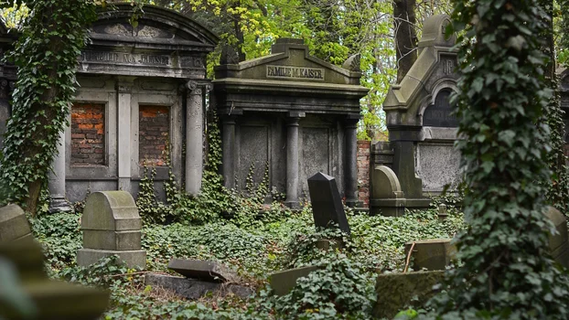 Cemetery overgrown with plants