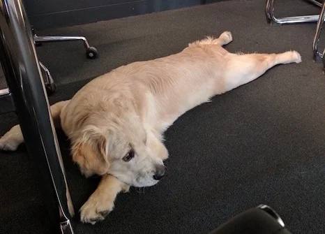 Ruff day