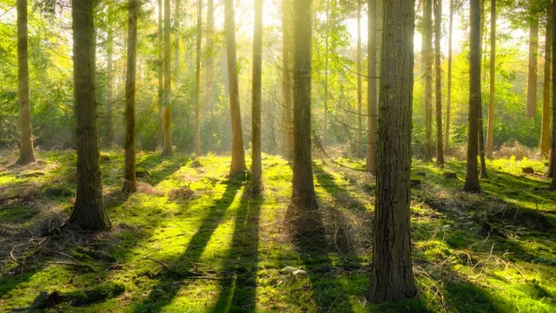 Trees in a forest